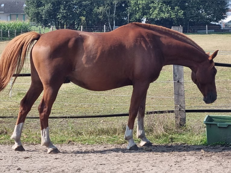 Arabisches Partbred Wallach 13 Jahre 157 cm Fuchs in Bergen