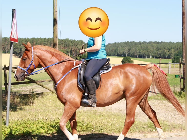 Arabisches Partbred Wallach 13 Jahre 157 cm Fuchs in Bergen