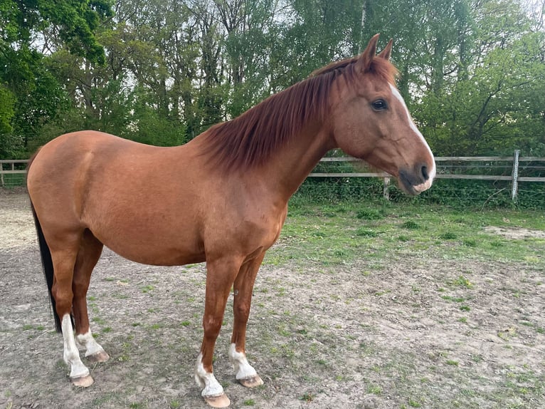 Arabisches Partbred Mix Wallach 13 Jahre 165 cm Fuchs in Wesel