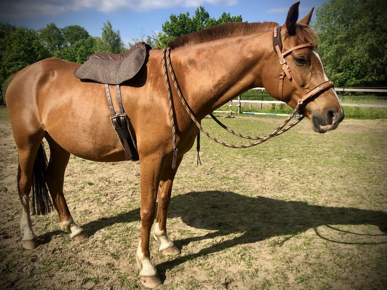 Arabisches Partbred Mix Wallach 13 Jahre 165 cm Fuchs in Wesel