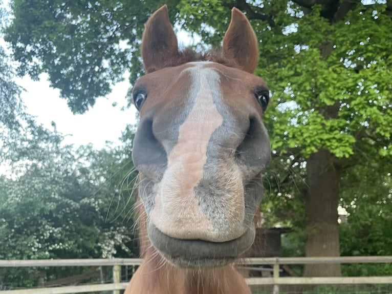 Arabisches Partbred Mix Wallach 13 Jahre 165 cm Fuchs in Wesel