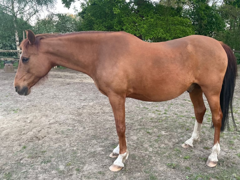 Arabisches Partbred Mix Wallach 13 Jahre 165 cm Fuchs in Wesel