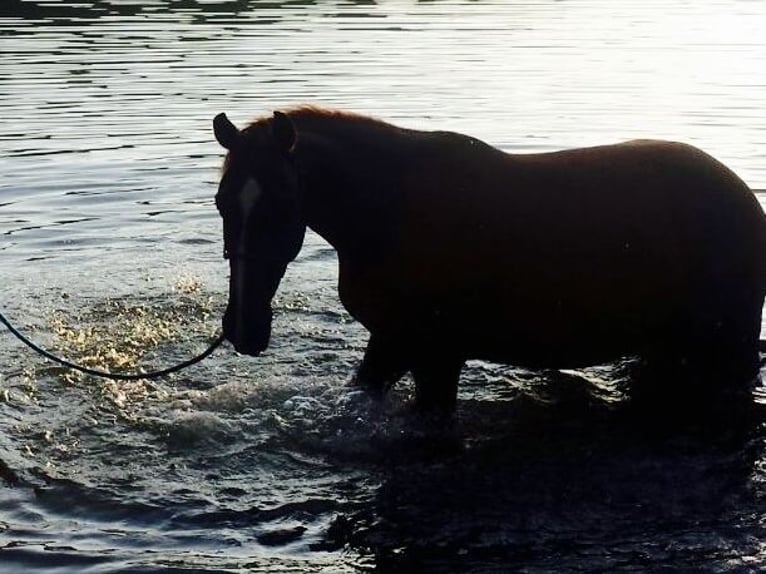 Arabisches Partbred Mix Wallach 13 Jahre 165 cm Fuchs in Wesel