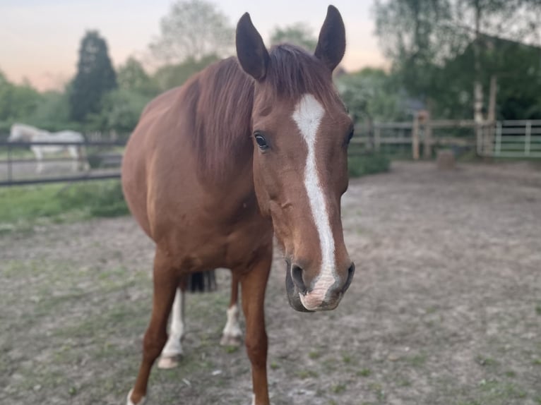 Arabisches Partbred Mix Wallach 13 Jahre 165 cm Fuchs in Wesel