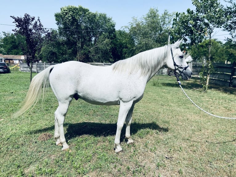 Arabisches Partbred Mix Wallach 14 Jahre 160 cm Schimmel in Paks