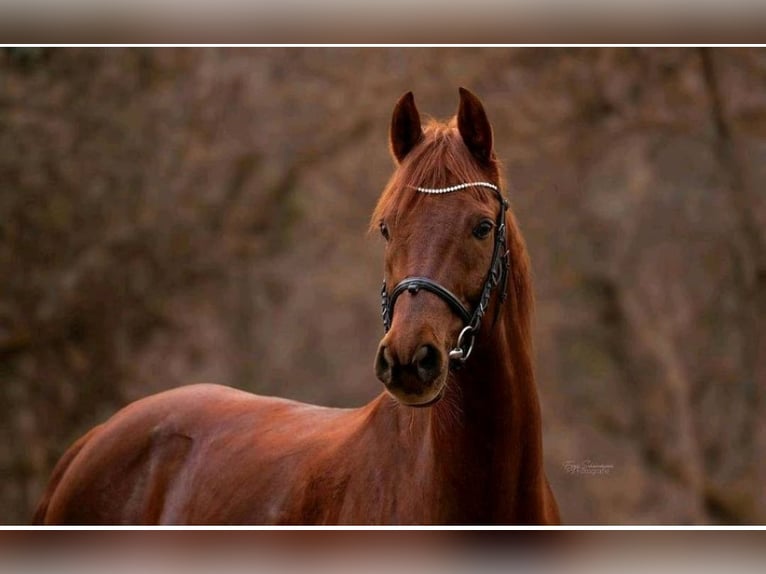 Arabisches Partbred Mix Wallach 15 Jahre 154 cm Fuchs in Lauffen am Neckar