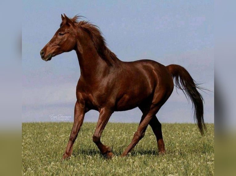 Arabisches Partbred Mix Wallach 15 Jahre 154 cm Fuchs in Lauffen am Neckar