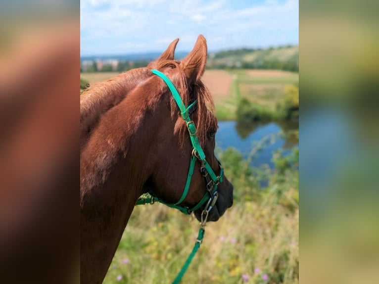 Arabisches Partbred Mix Wallach 15 Jahre 154 cm Fuchs in Lauffen am Neckar