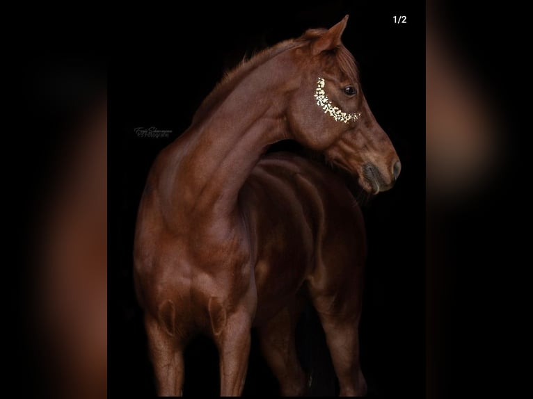 Arabisches Partbred Mix Wallach 15 Jahre 154 cm Fuchs in Lauffen am Neckar