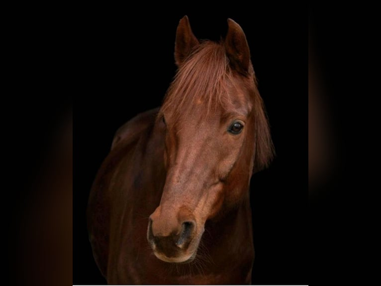 Arabisches Partbred Mix Wallach 15 Jahre 154 cm Fuchs in Lauffen am Neckar