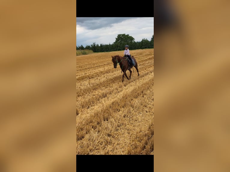 Arabisches Partbred Mix Wallach 15 Jahre 154 cm Fuchs in Lauffen am Neckar