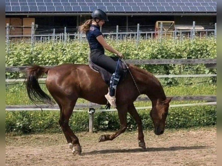 Arabisches Partbred Mix Wallach 15 Jahre 154 cm Fuchs in Lauffen am Neckar