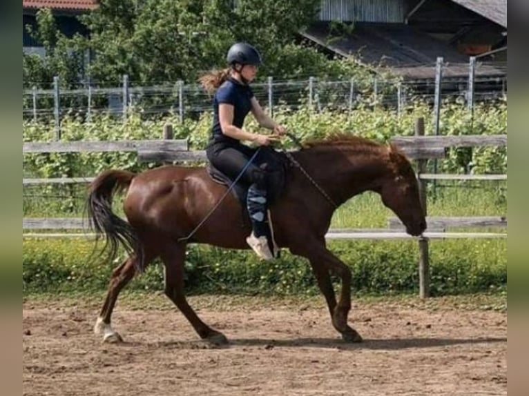 Arabisches Partbred Mix Wallach 15 Jahre 154 cm Fuchs in Lauffen am Neckar