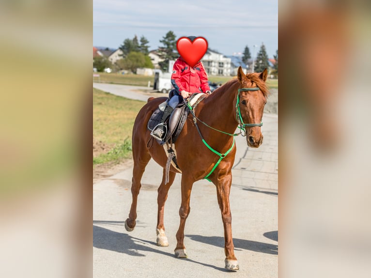 Arabisches Partbred Mix Wallach 16 Jahre 153 cm Fuchs in Lauffen am Neckar