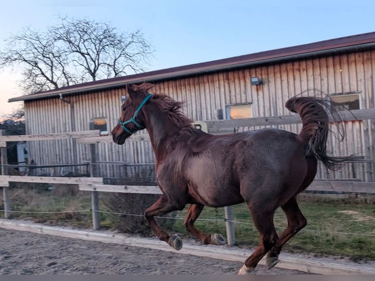 Arabisches Partbred Mix Wallach 16 Jahre 153 cm Fuchs in Lauffen am Neckar