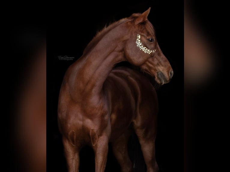 Arabisches Partbred Mix Wallach 16 Jahre 153 cm Fuchs in Lauffen am Neckar