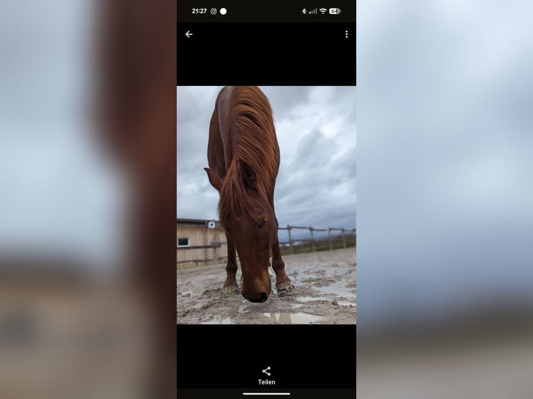 Arabisches Partbred Mix Wallach 16 Jahre 153 cm Fuchs in Lauffen am Neckar