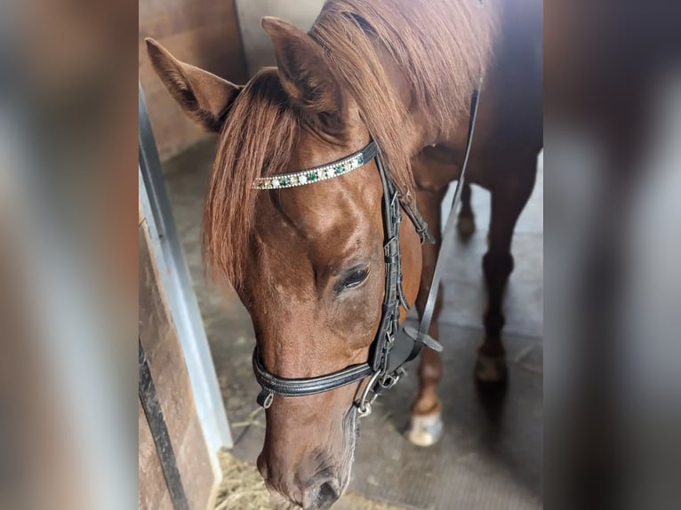 Arabisches Partbred Mix Wallach 16 Jahre 153 cm Fuchs in Lauffen am Neckar