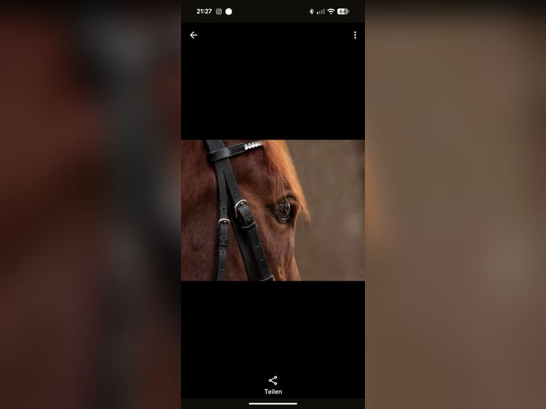 Arabisches Partbred Mix Wallach 16 Jahre 153 cm Fuchs in Lauffen am Neckar