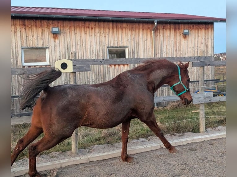 Arabisches Partbred Mix Wallach 16 Jahre 153 cm Fuchs in Lauffen am Neckar