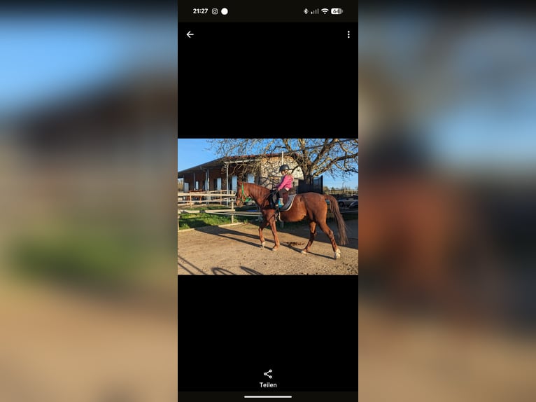 Arabisches Partbred Mix Wallach 16 Jahre 153 cm Fuchs in Lauffen am Neckar