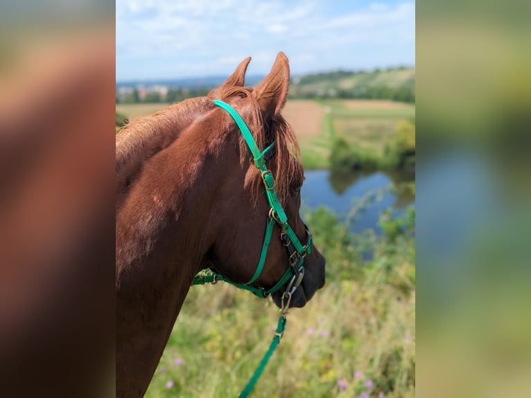 Arabisches Partbred Mix Wallach 16 Jahre 153 cm Fuchs in Lauffen am Neckar