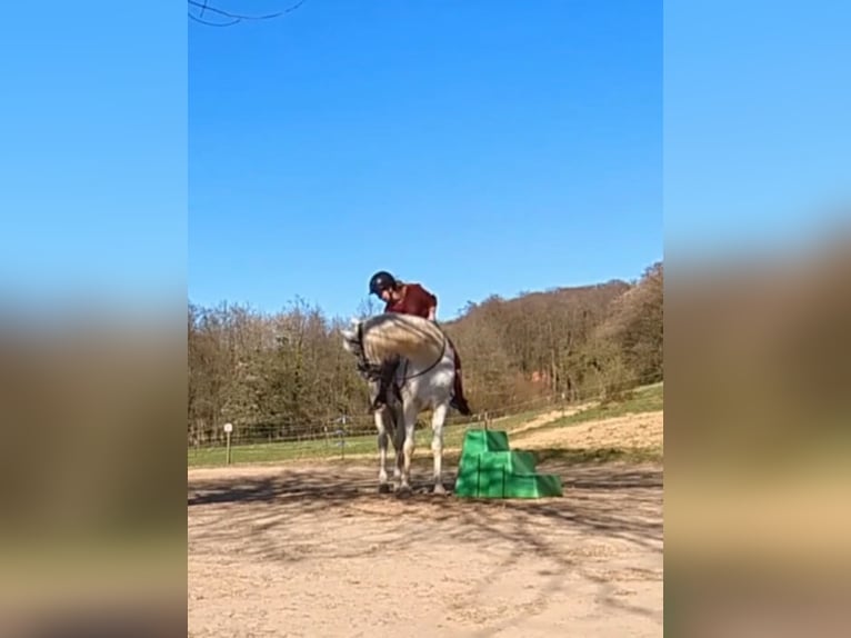 Arabisches Partbred Wallach 17 Jahre 160 cm Fliegenschimmel in Wallenhorst