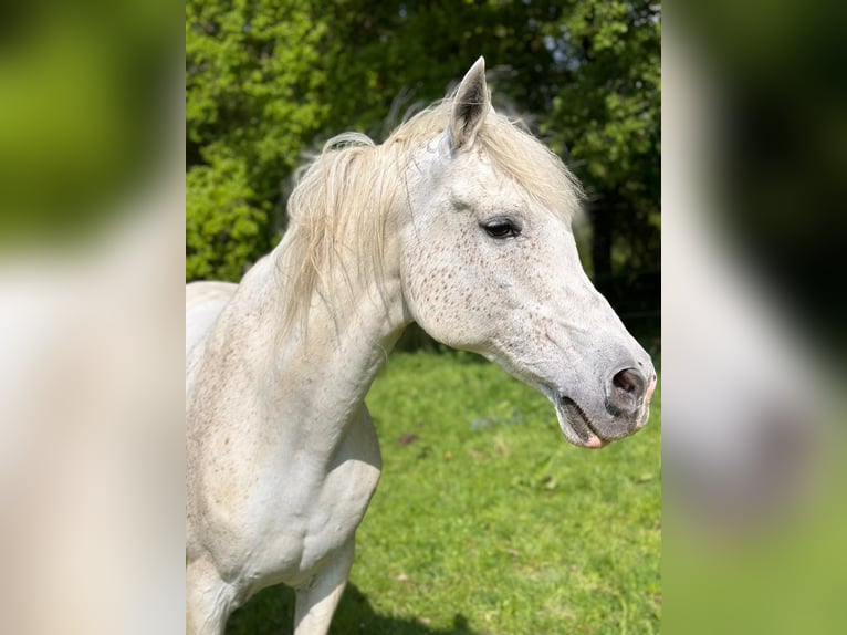 Arabisches Partbred Wallach 17 Jahre 160 cm Fliegenschimmel in Wallenhorst