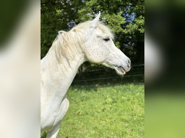 Arabisches Partbred Wallach 17 Jahre 160 cm Fliegenschimmel in Wallenhorst
