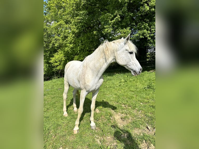 Arabisches Partbred Wallach 17 Jahre 160 cm Fliegenschimmel in Wallenhorst