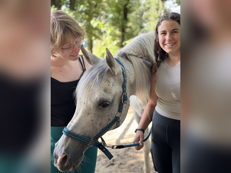 Arabisches Partbred Wallach 17 Jahre 160 cm Fliegenschimmel in Wallenhorst
