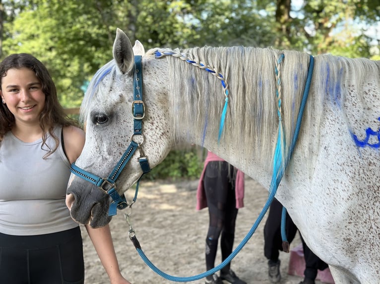 Arabisches Partbred Wallach 17 Jahre 160 cm Fliegenschimmel in Wallenhorst