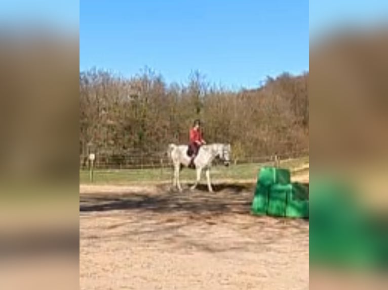 Arabisches Partbred Wallach 17 Jahre 160 cm Fliegenschimmel in Wallenhorst