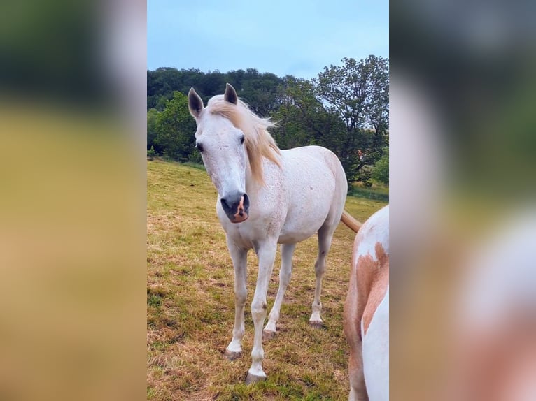 Arabisches Partbred Wallach 17 Jahre 160 cm Fliegenschimmel in Wallenhorst