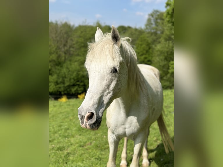 Arabisches Partbred Wallach 17 Jahre 160 cm Fliegenschimmel in Wallenhorst