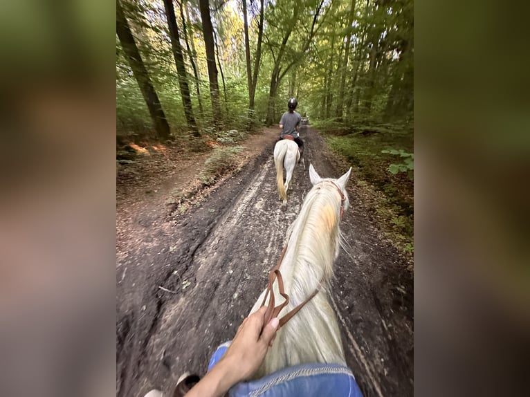 Arabisches Partbred Wallach 17 Jahre 160 cm Fliegenschimmel in Wallenhorst