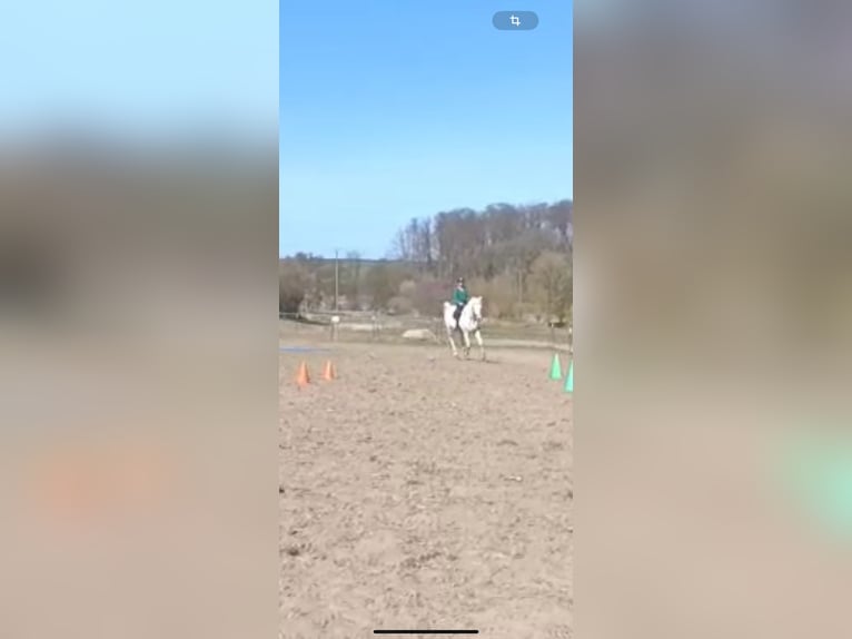 Arabisches Partbred Wallach 17 Jahre 160 cm Fliegenschimmel in Wallenhorst