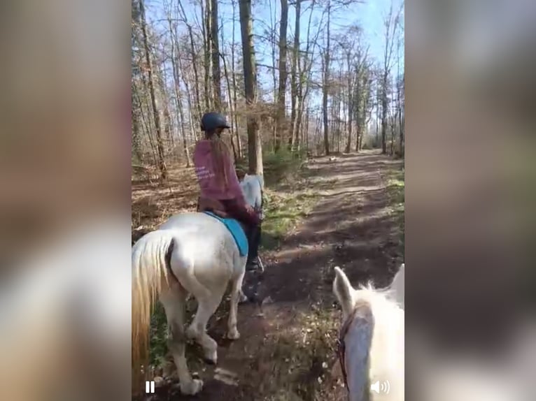 Arabisches Partbred Wallach 17 Jahre 160 cm Fliegenschimmel in Wallenhorst