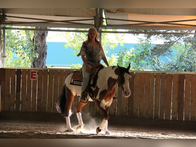 Arabisches Partbred Wallach 17 Jahre in Oberwolfern