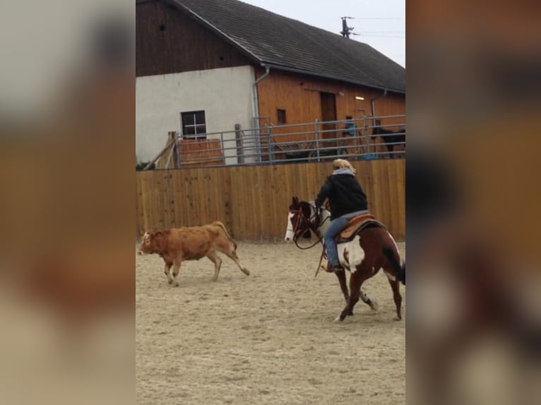 Arabisches Partbred Wallach 17 Jahre in Oberwolfern
