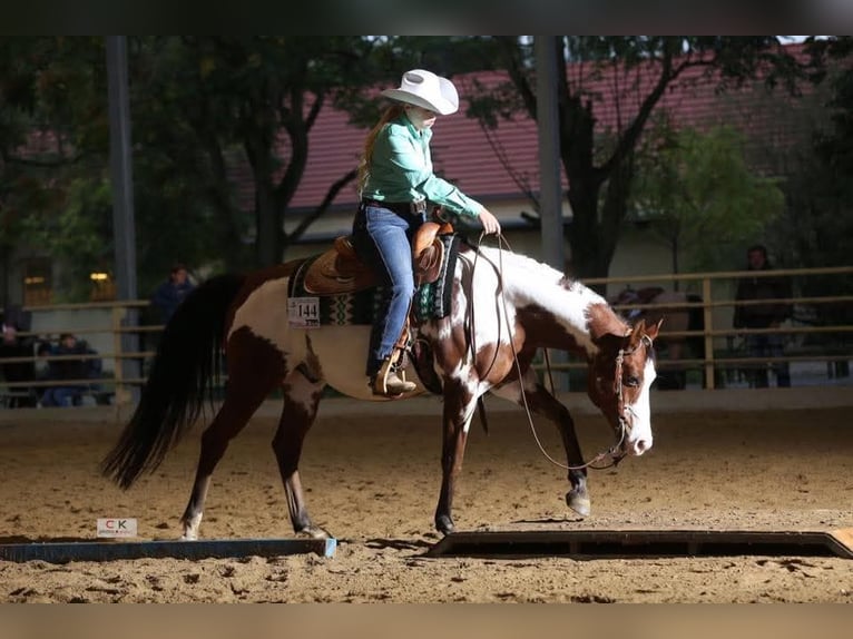 Arabisches Partbred Wallach 18 Jahre in Oberwolfern
