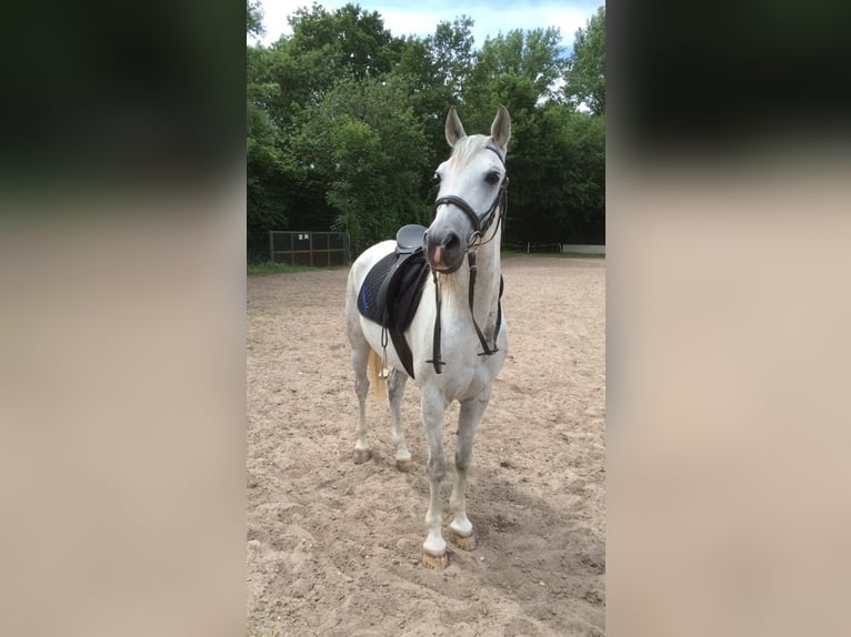 Arabisches Partbred Wallach 21 Jahre 153 cm Schimmel in Pulheim