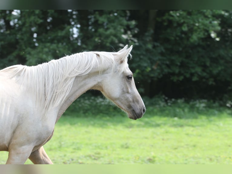 Arabisches Partbred Wallach 2 Jahre 152 cm Palomino in Gransee