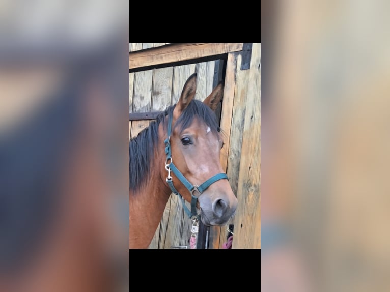 Arabisches Partbred Wallach 2 Jahre 153 cm Brauner in Lüdinghausen