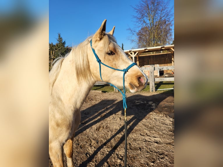 Arabisches Partbred Wallach 2 Jahre 154 cm Palomino in Hörselberg-Hainich, Behringen