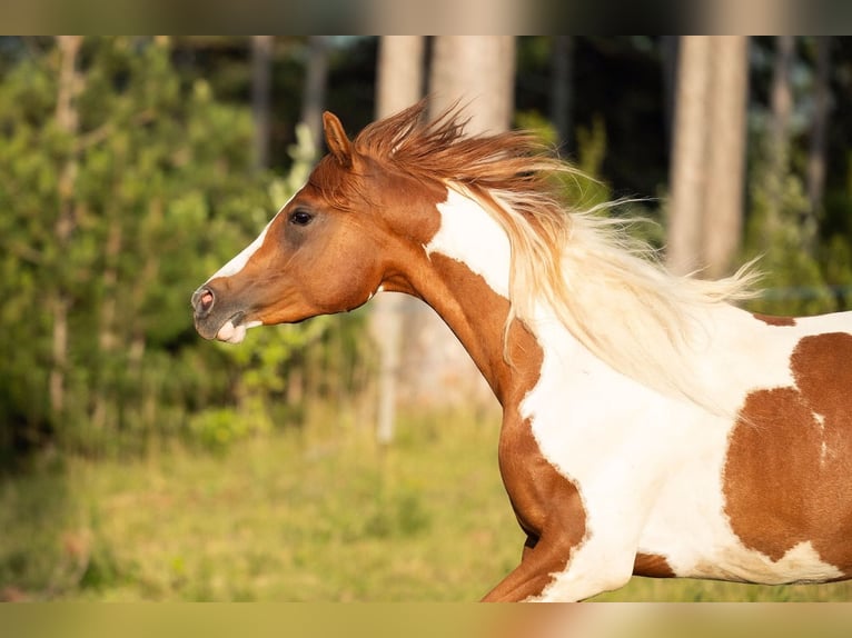 Arabisches Partbred Wallach 2 Jahre 154 cm Tobiano-alle-Farben in Ternitz