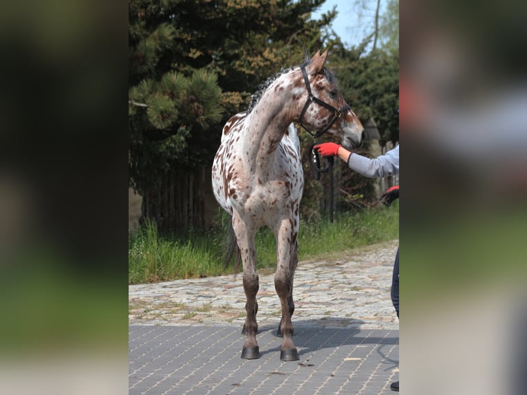 Arabisches Partbred Mix Wallach 2 Jahre 164 cm Tigerschecke in Santok