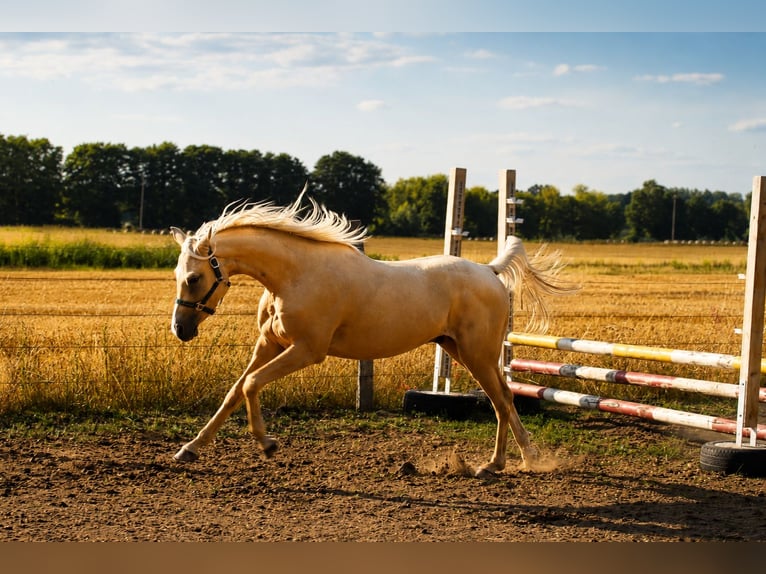 Arabisches Partbred Wallach 3 Jahre 154 cm Palomino in Stechlin