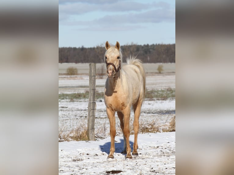 Arabisches Partbred Wallach 3 Jahre 154 cm Palomino in Stechlin