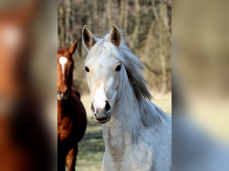 Arabisches Partbred Wallach 3 Jahre 154 cm Palomino in Stechlin